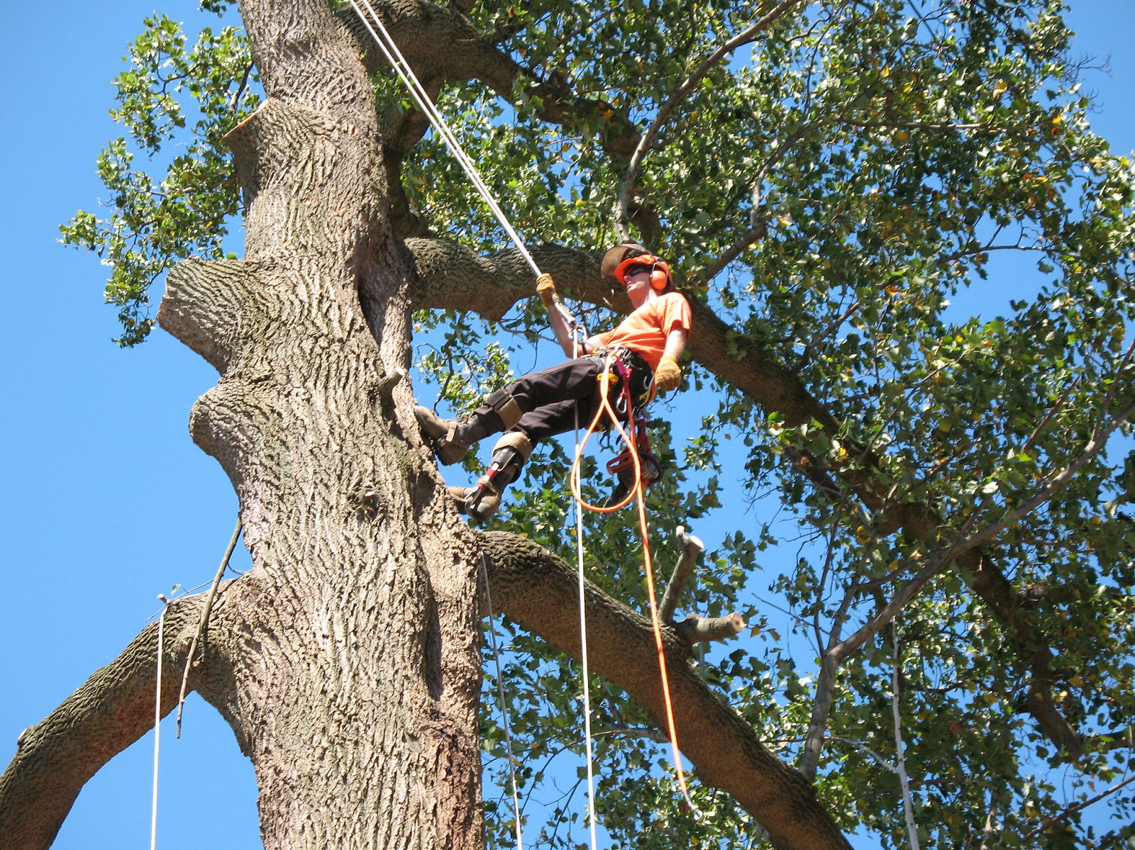commercial tree trimming