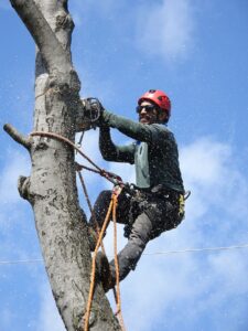 tree removal in west hollywood