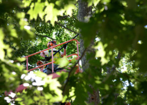 tree removal in west hollywood