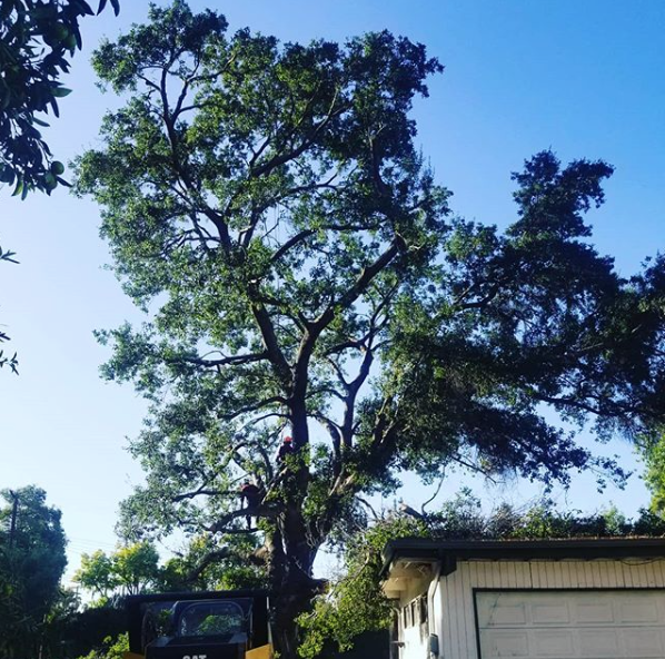 tree service in Los Angeles CA