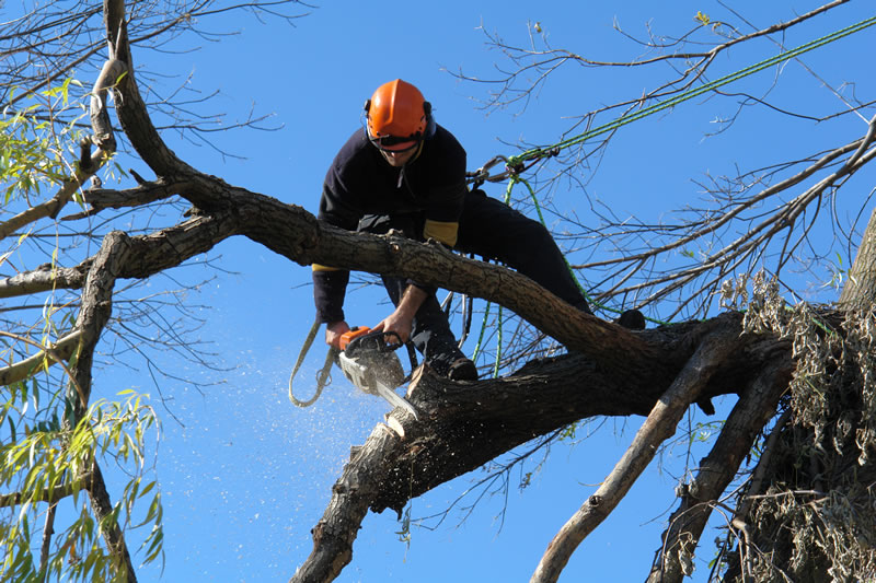 tree trimming in Valley Village