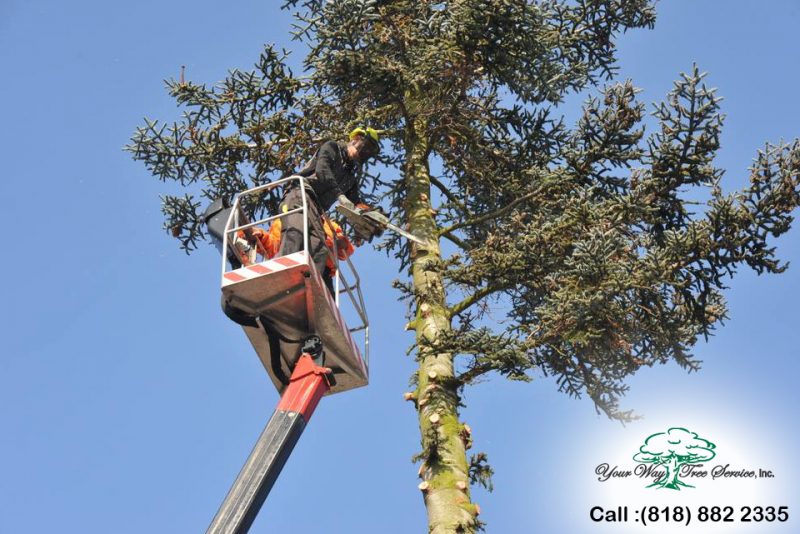 Benefits Of Tree Trimming