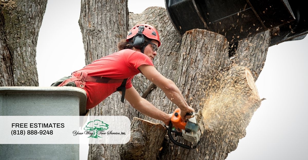 Tree Removal in Brentwood