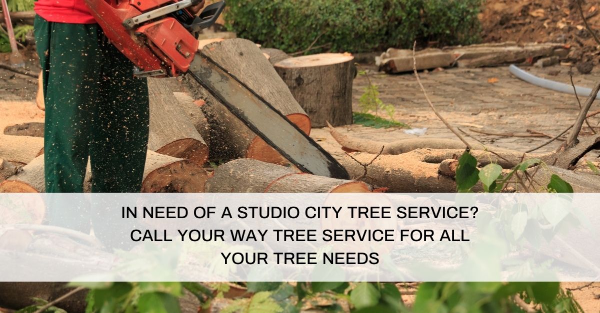 Tree Service in Studio City