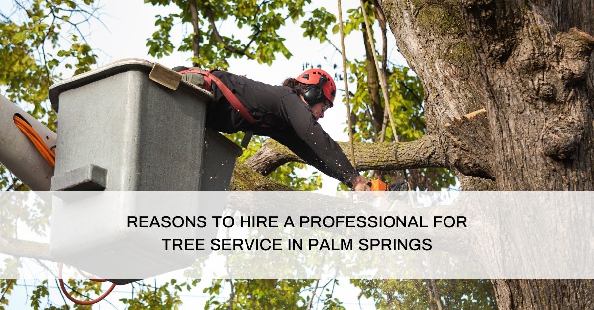 Tree Service in Palm Springs
