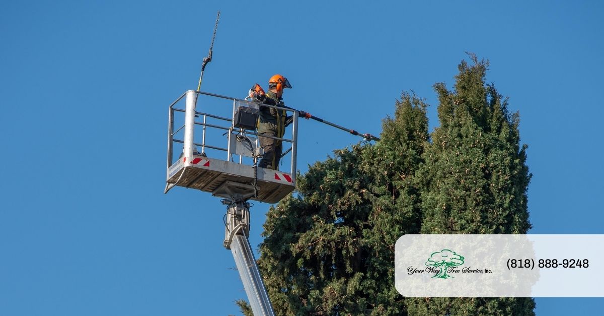 Tree Service in Palm Springs