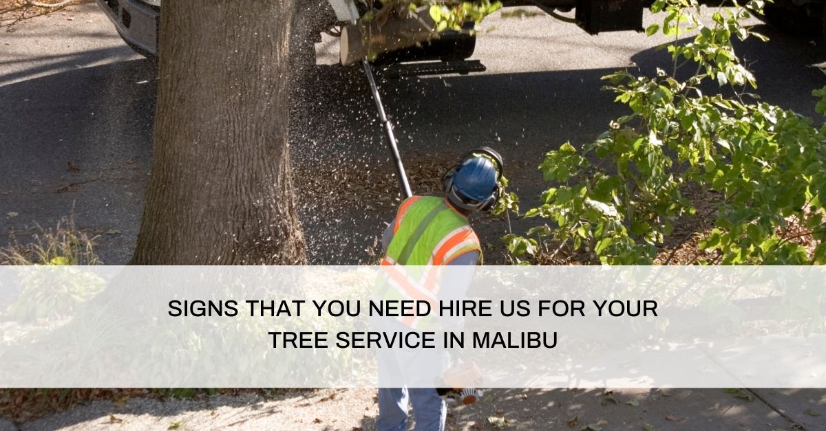 Tree Service in Malibu