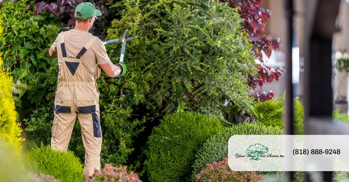 Tree Service in Hollywood