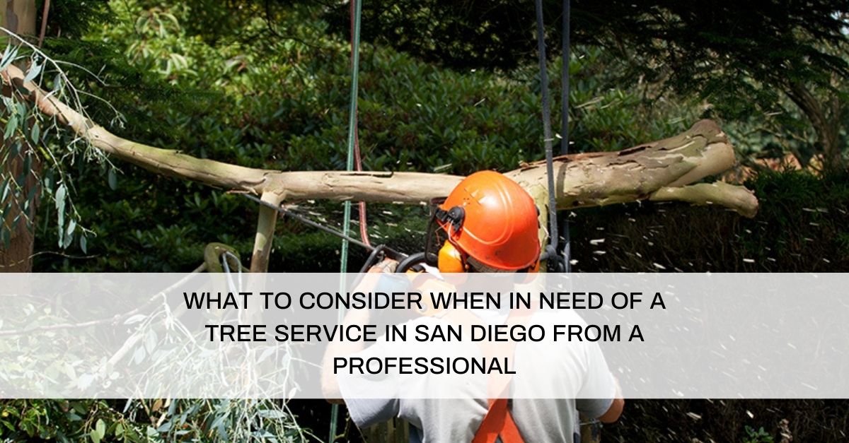 Tree Service in San Diego