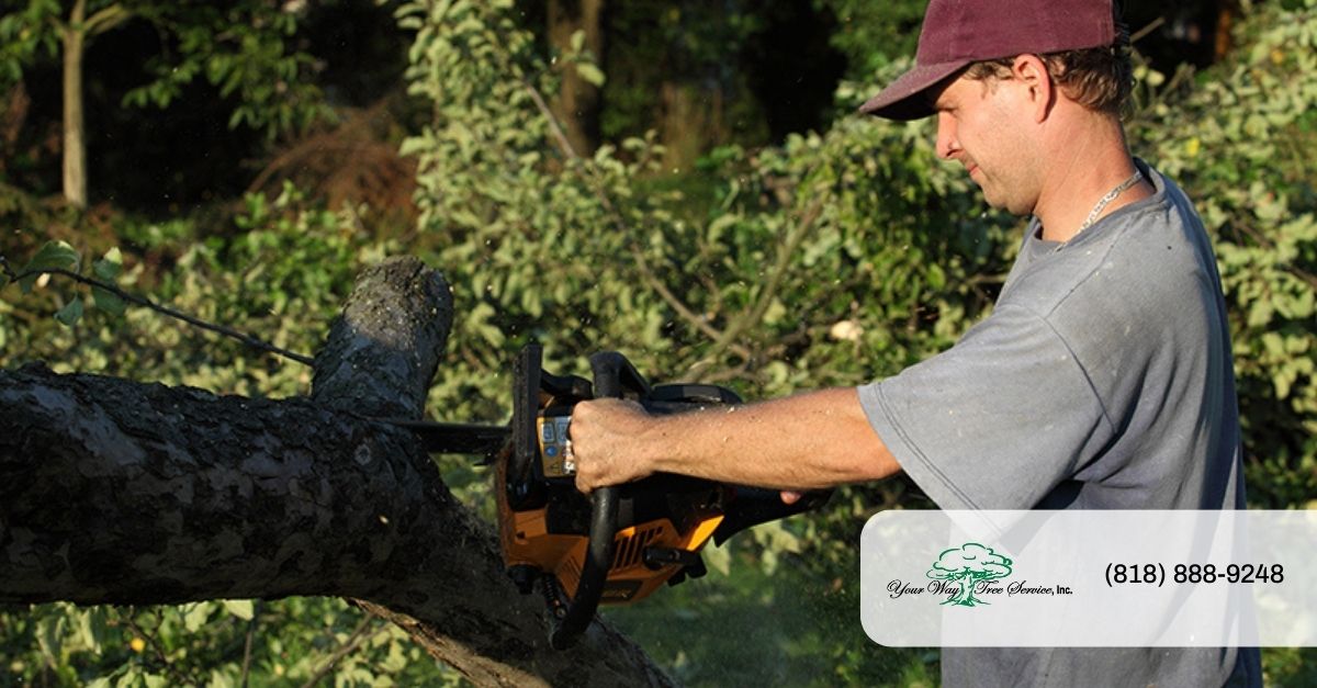 Tree Service in San Diego