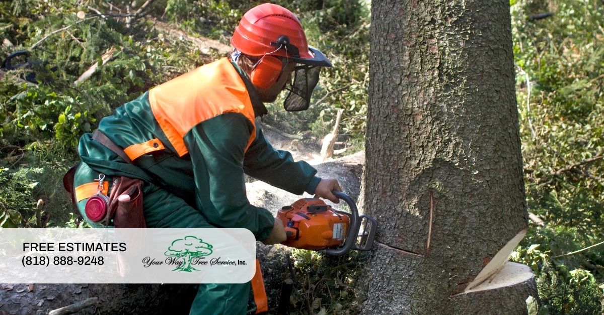 Tree Removal Pacific Palisades Services