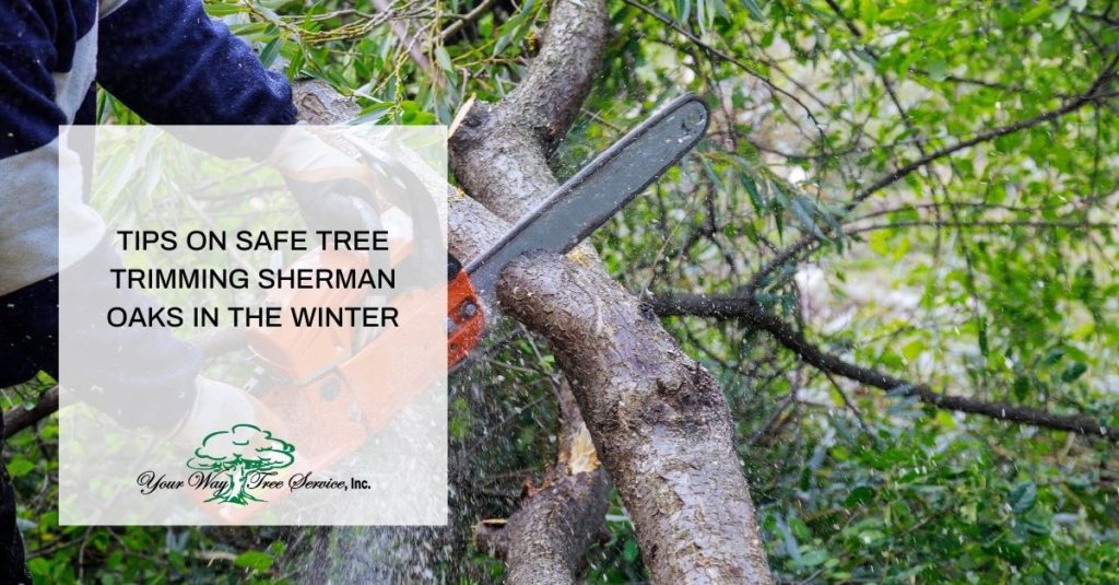Tree Trimming Sherman Oaks