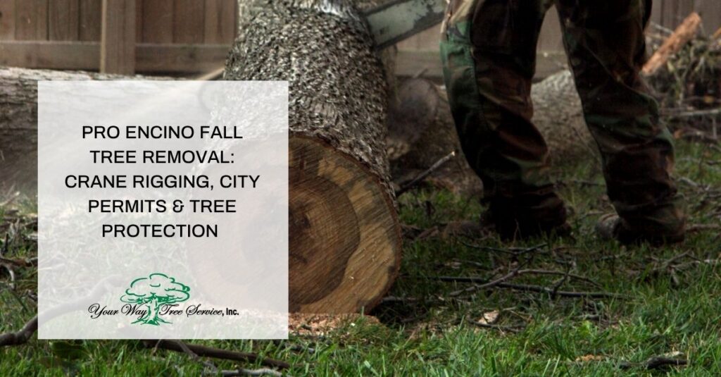 pro encino fall tree removal crane rigging city permits tree protection