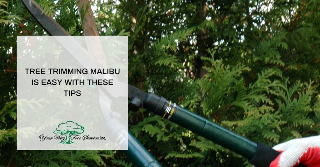 Tree Trimming Malibu