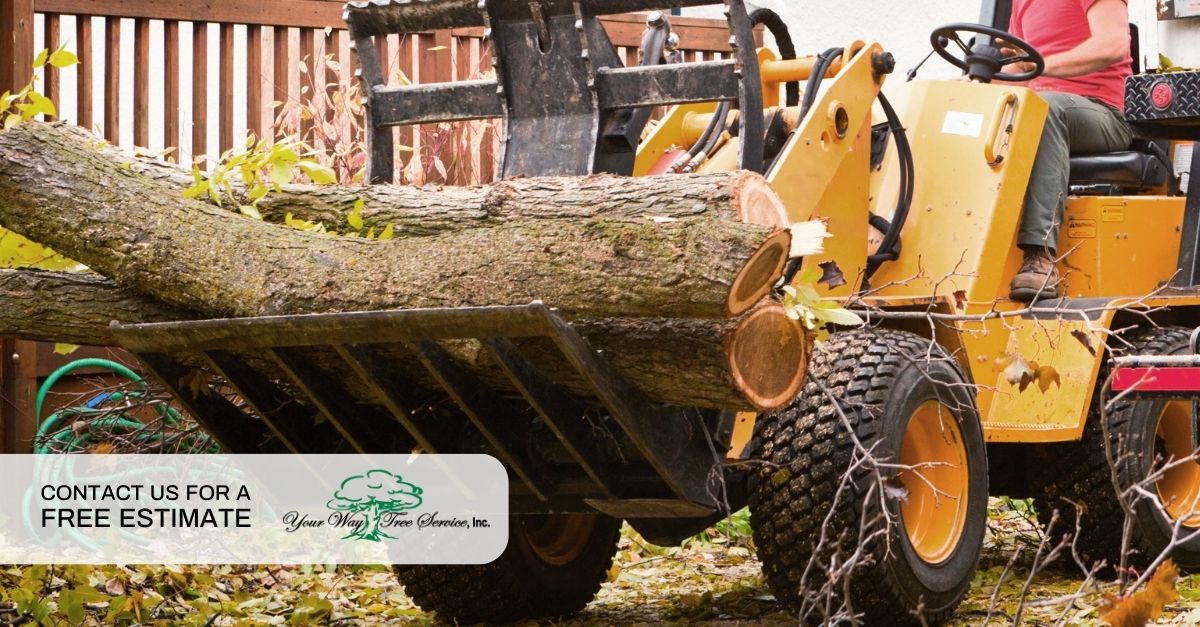 Tree Removal Brentwood