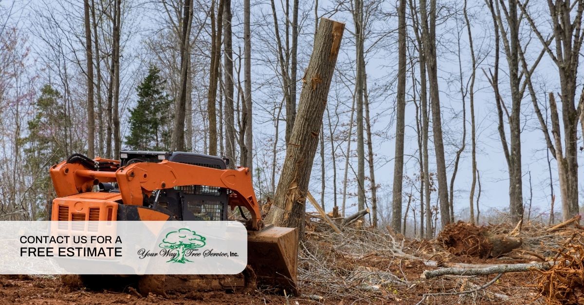 Land Clearing in San Diego