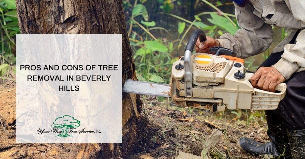 Tree Removal in Beverly Hills