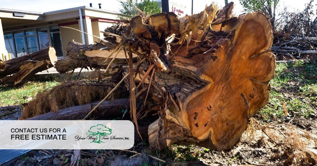 Tree Removal in Sherman Oaks