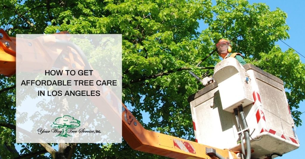 Affordable Tree Care in Los Angeles