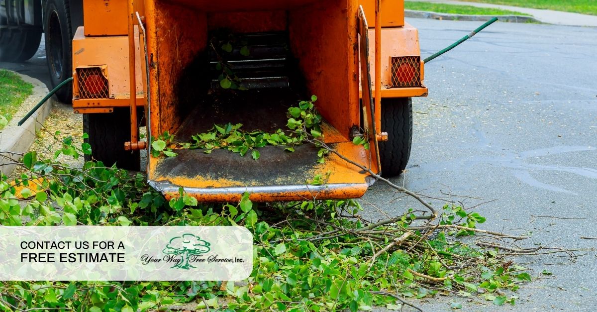 Affordable Tree Care in Los Angeles