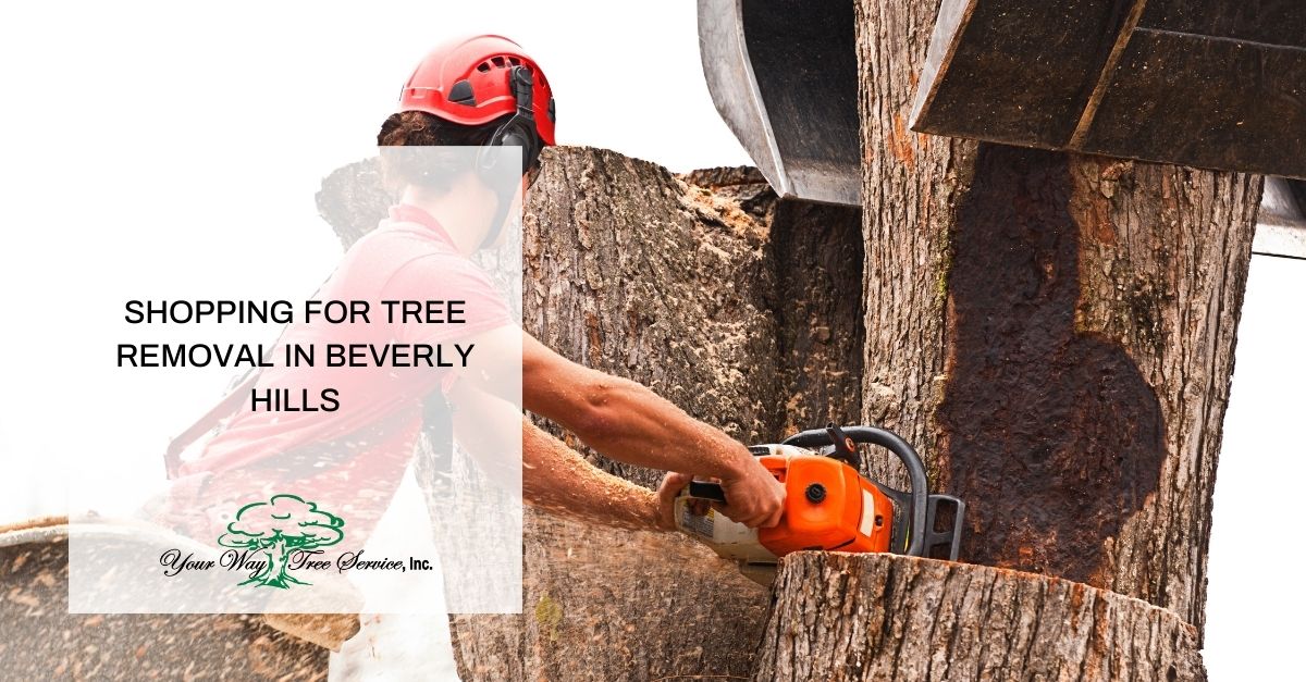 Tree Removal in Beverly Hills