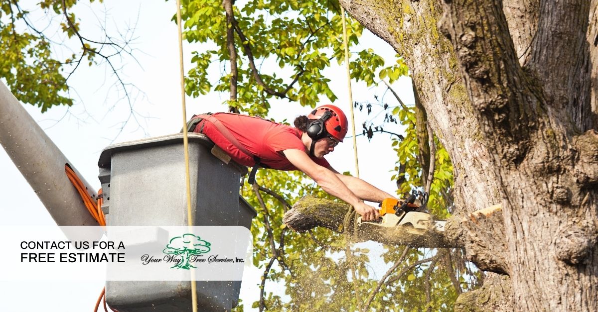 Tree Removal in Beverly Hills