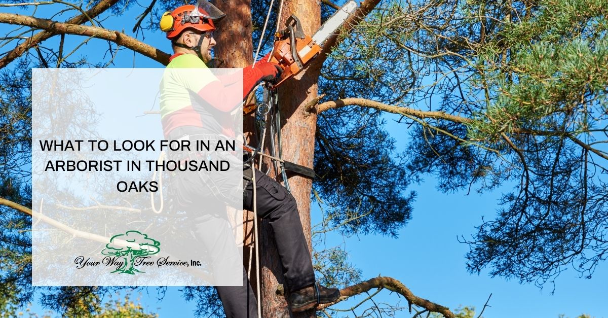 Arborist in Thousand Oaks