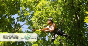 affordable tree care in los angeles get the facts