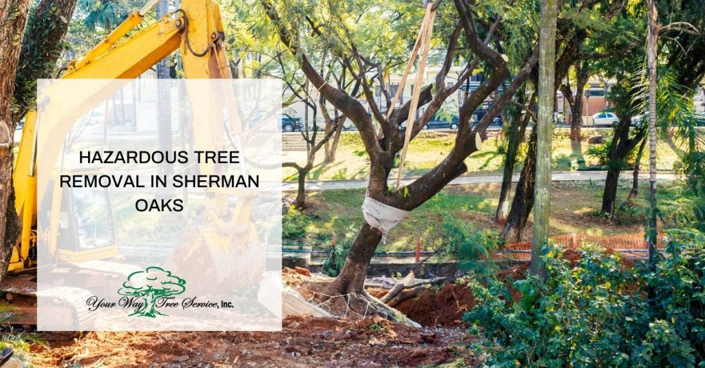 Tree Removal Sherman Oaks