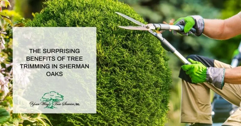 the surprising benefits of tree trimming in sherman oaks x