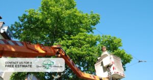 tree trimming in sherman oaks