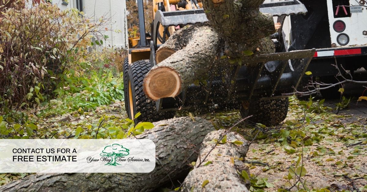 Tree Removal in Encino