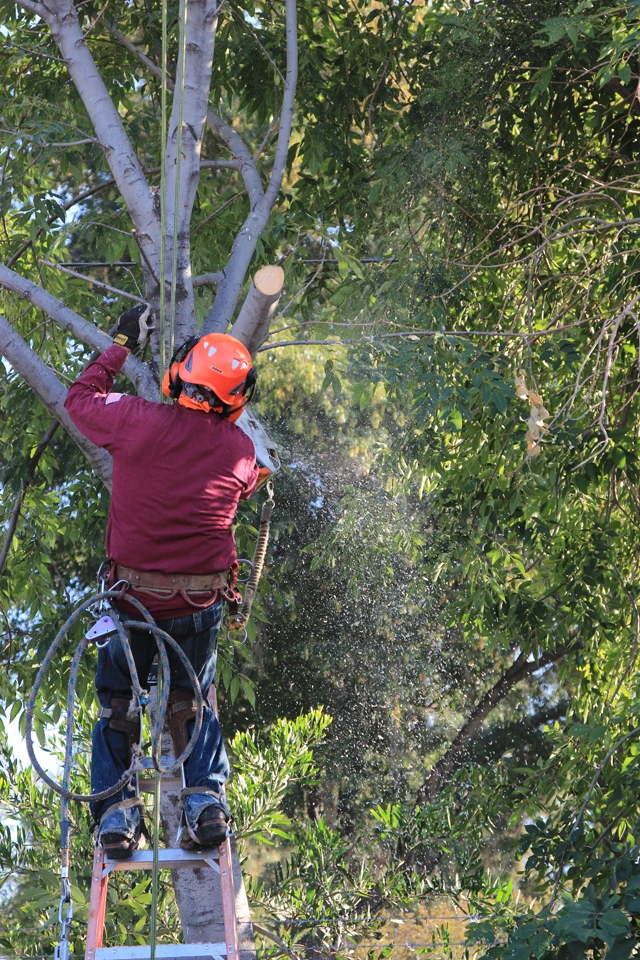  los angeles tree removal