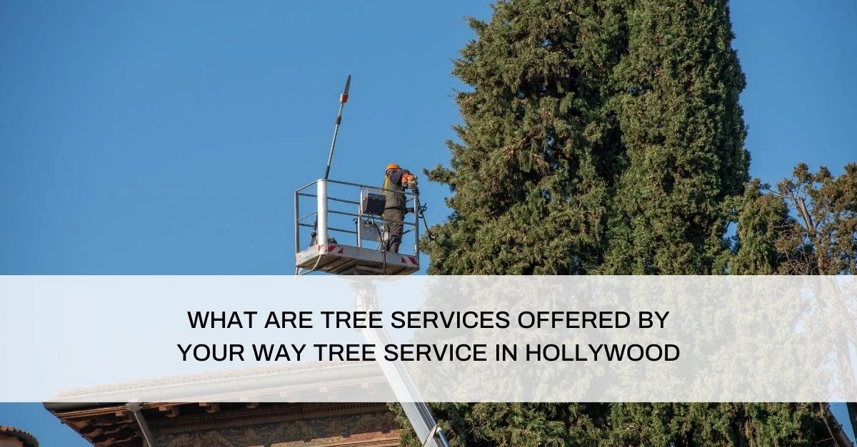 landing page what are tree services offered by your way tree service in hollywood