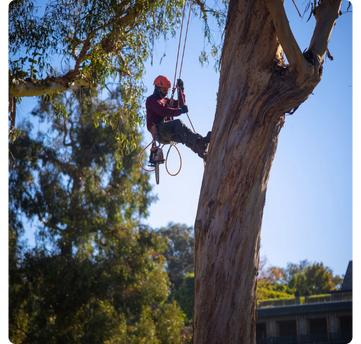 los angeles tree pruning