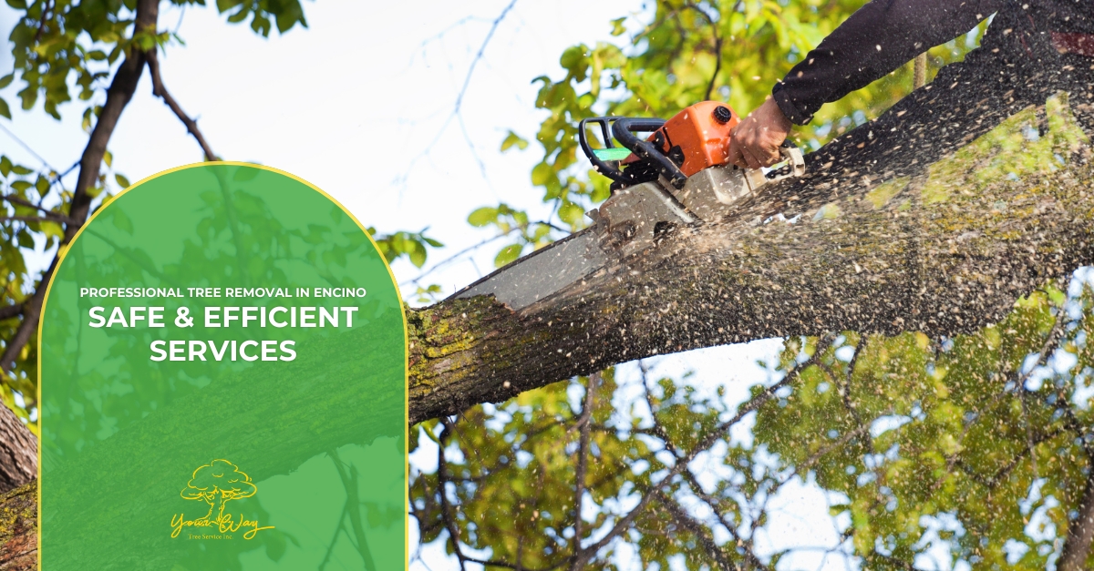 tree removal encino