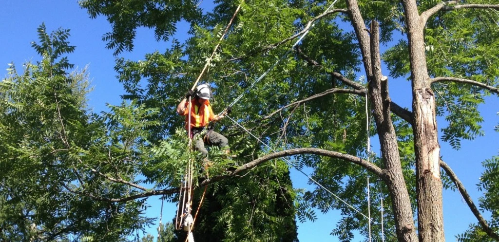 tree trimming northridge