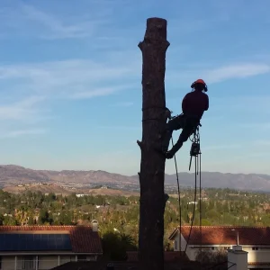 tree trimming sherman oaks