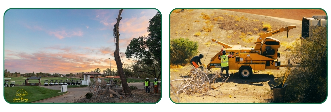 golf course tree removal