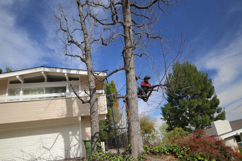 tree service burbank