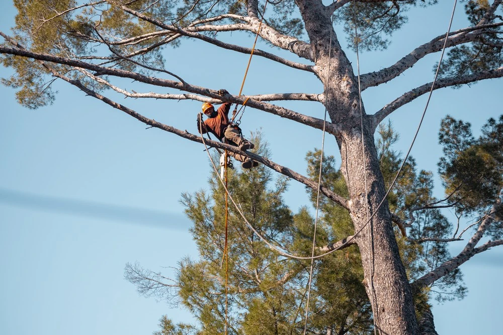 tree trimming bel air