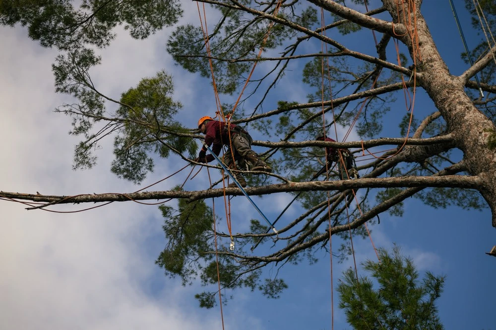 tree trimming beverly hills