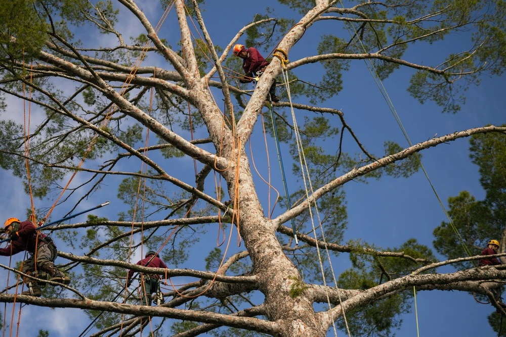 tree trimming calabasas