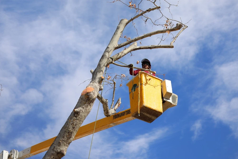 tree trimming pacific palisades