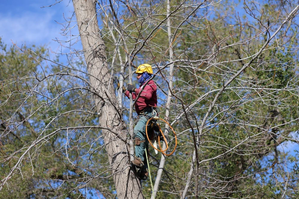 tree trimming reseda