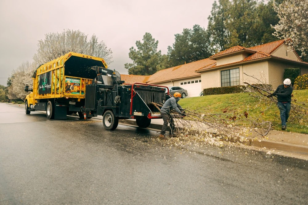 tree trimming san gabriel