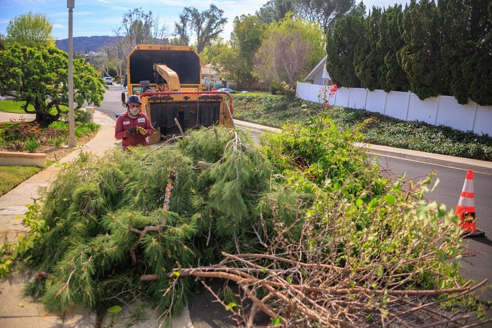 tree trimming santa monica