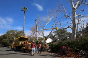 tree trimming sherman oaks