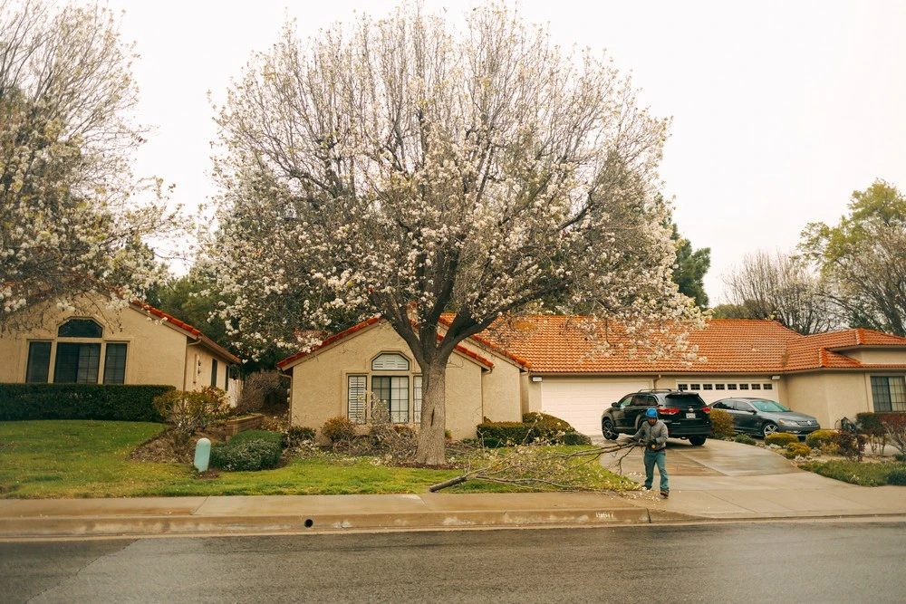 tree trimming van nuys