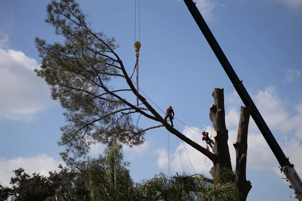 tree trimming west hills